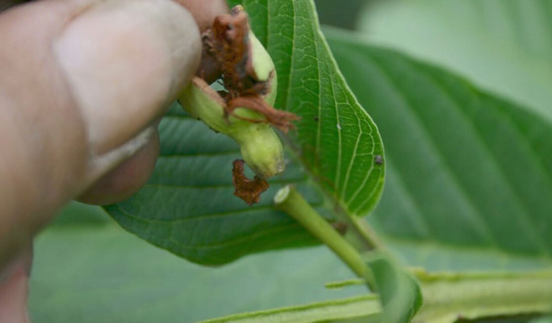 Bunga Tanaman Buah Rontok Jenis Gejala Penyebab Cara Mengatasi