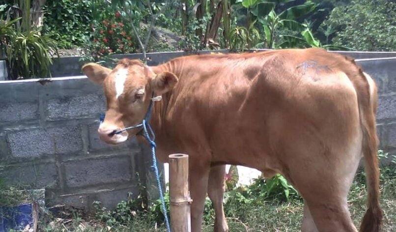 Cara Membuat Sapi Cepat Gemuk Alami Suplemen Dan Pupuk Organik Cair