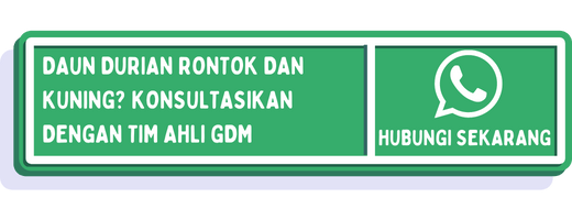 Daun Durian Menguning Dan Rontok Gejala Penyebab Cara Mengatasi