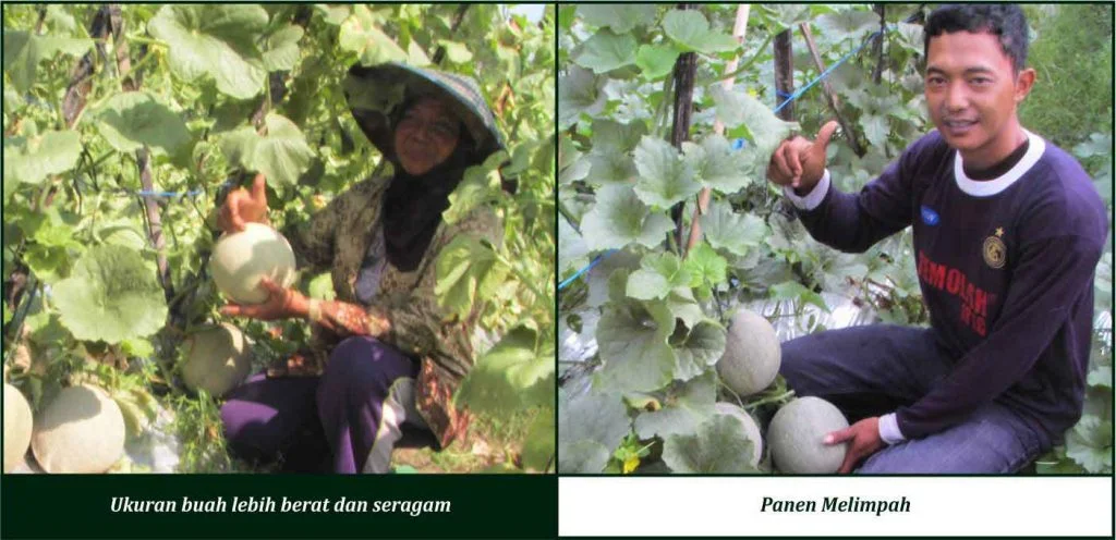 Bukti Keunggulan GDM pada Tanaman Melon