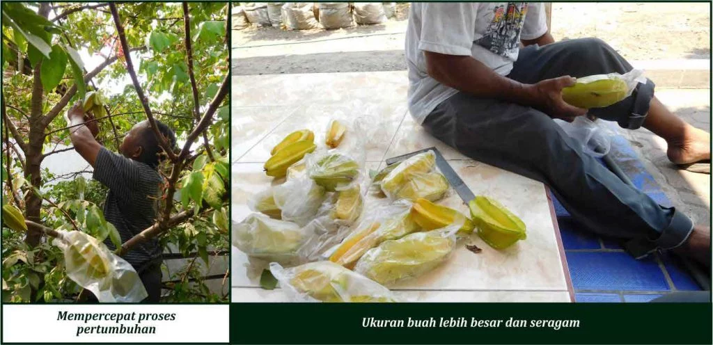 Bukti Keunggulan GDM pada Tanaman Belimbing