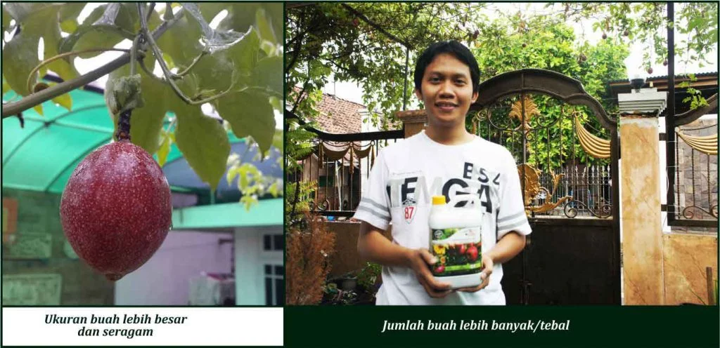 Bukti Keunggulan GDM pada Tanaman Markisa