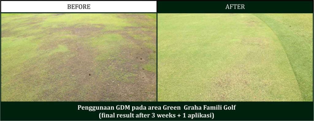 cara memumbuhkan rumput golf dengan pupuk organik gdm