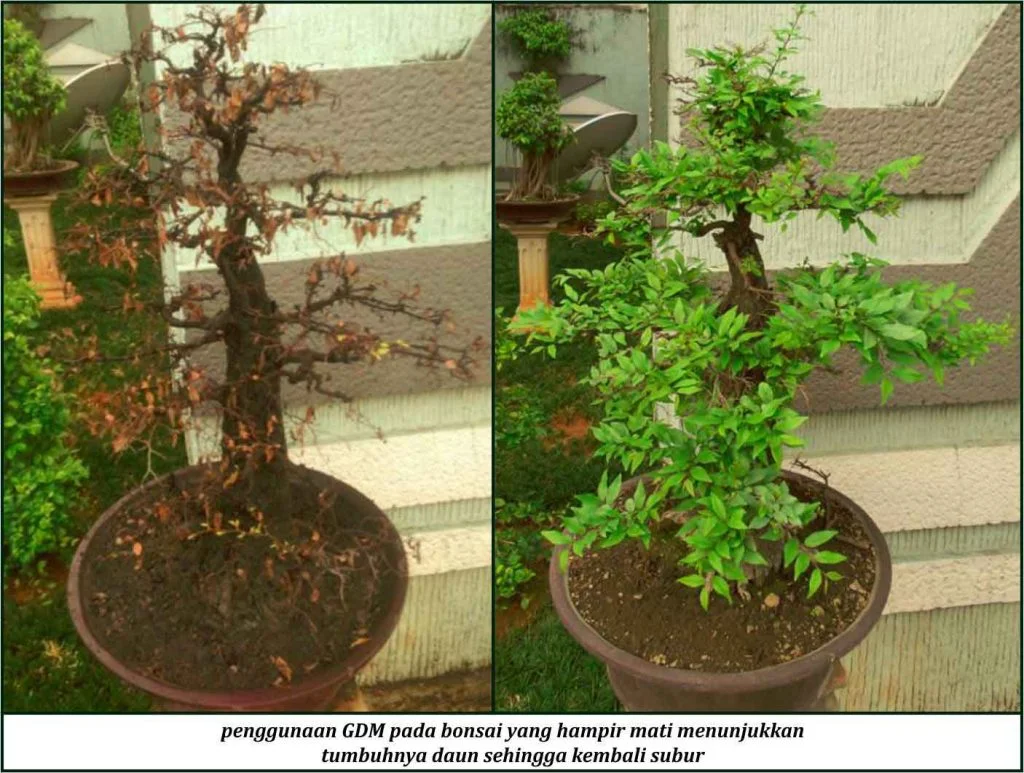 Bukti Keunggulan GDM pada bonsai