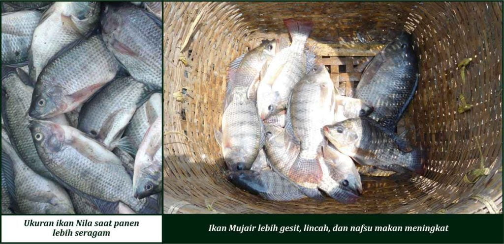 manfaat suplemen cair gdm pada ikan mujair dan nila