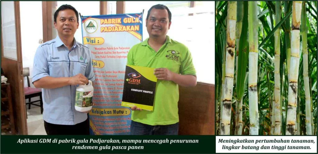 Bukti Keunggulan GDM pada Tanaman Tebu
