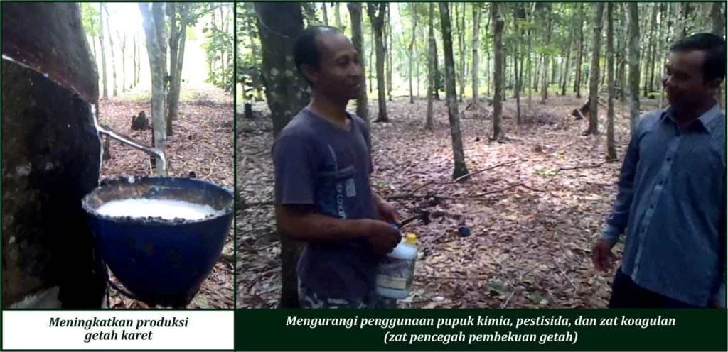Bukti Keunggulan GDM pada Tanaman Karet