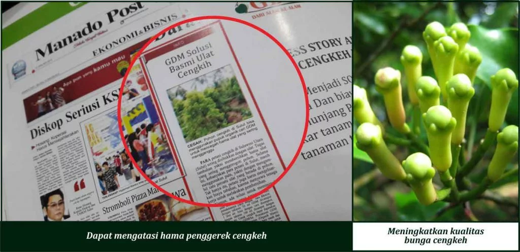 Bukti Keunggulan GDM pada Tanaman Cengkeh
