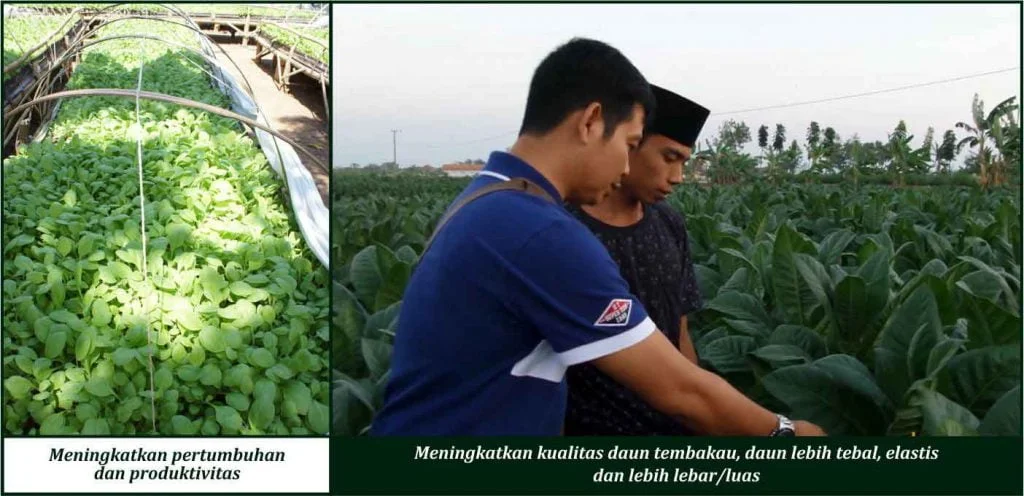 Bukti Keunggulan GDM pada Tanaman Kacang Tembakau