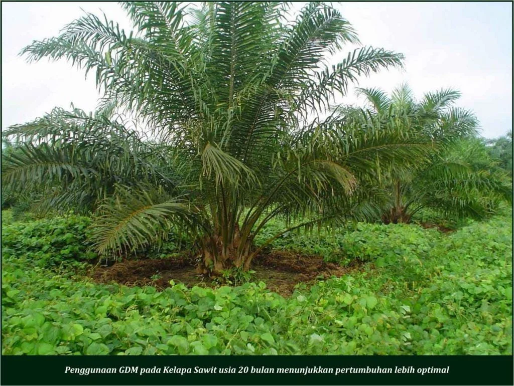 Bukti Nursery Kelapa Sawit