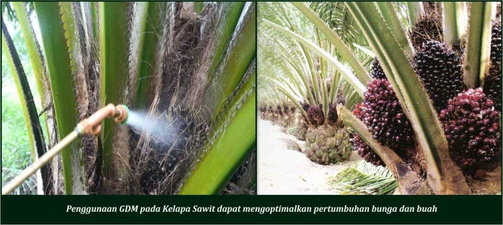 Bukti TBM Kelapa Sawit