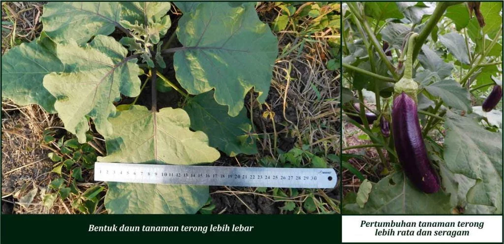 Bukti Keunggulan GDM pada Tanaman Terong