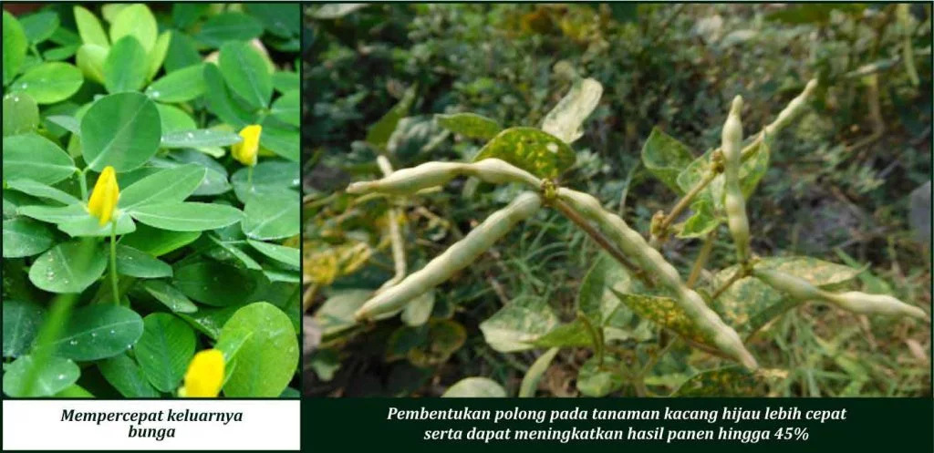 Bukti Keunggulan GDM pada Tanaman Kacang Hijau