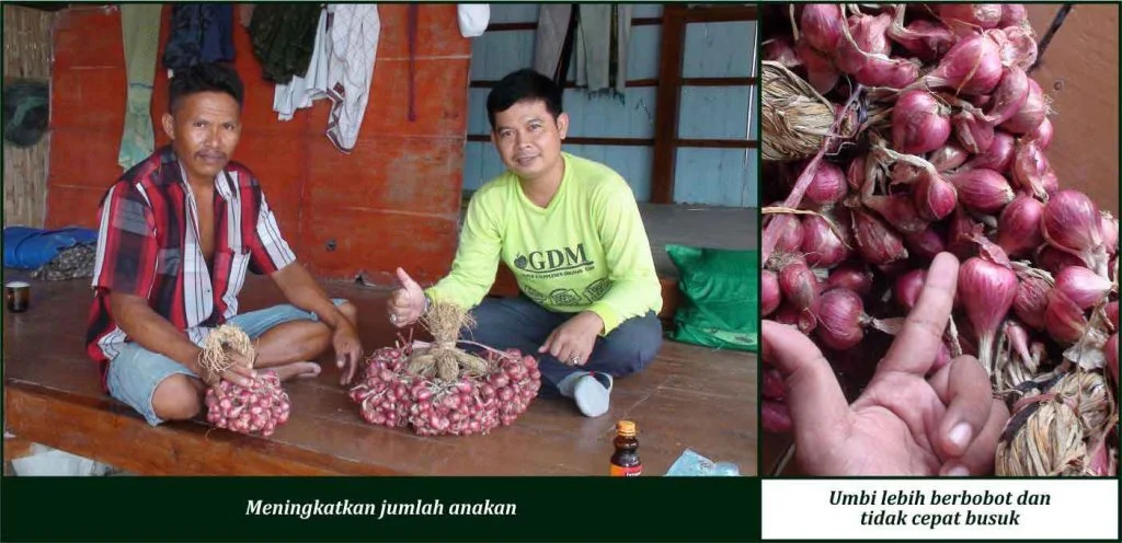 Bukti Keunggulan GDM pada Tanaman Bawang Merah