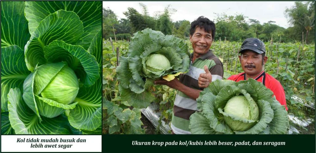 Bukti Keunggulan GDM pada Tanaman Kol/Kubis
