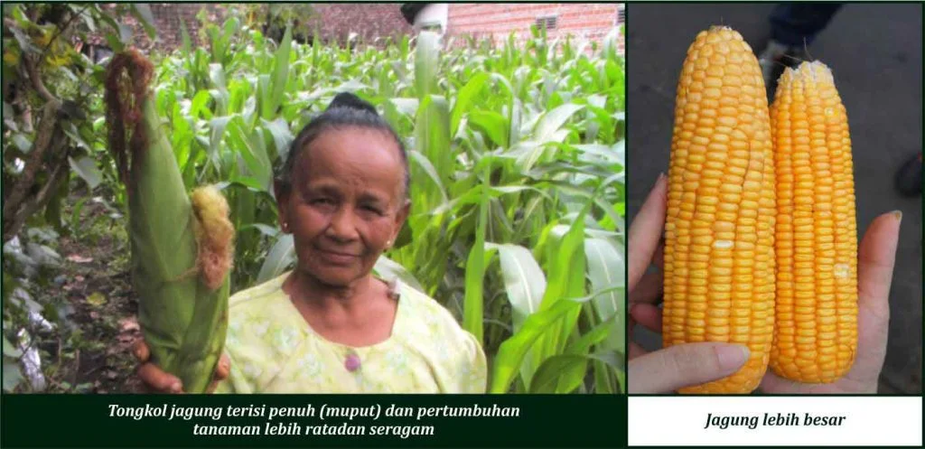 Bukti Keunggulan GDM pada Tanaman Jagung