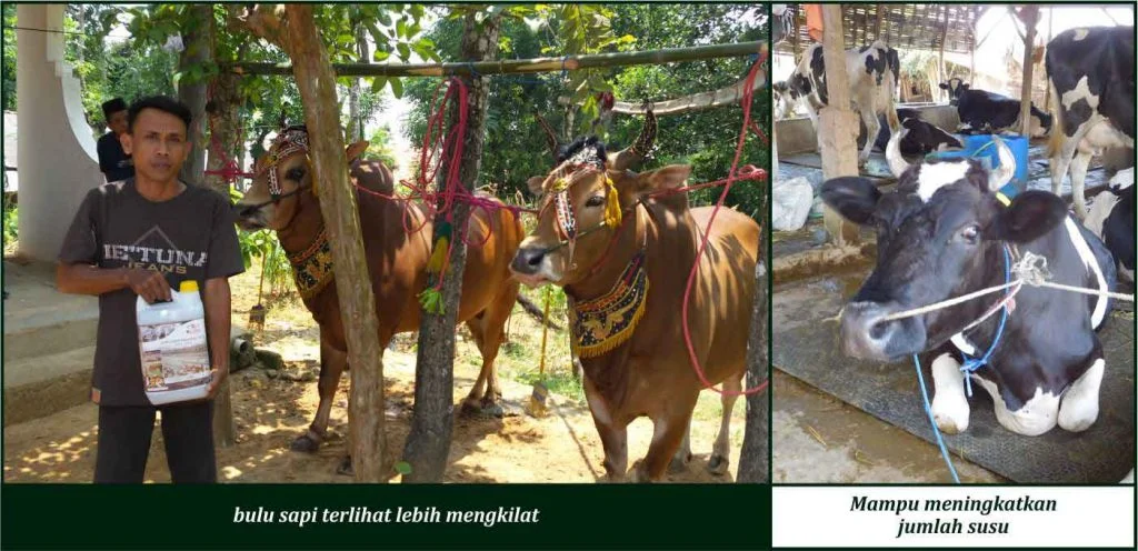 Bukti Keunggulan GDM pada Sapi