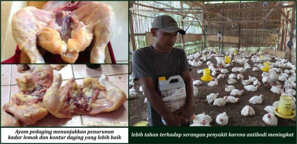 Bukti Keunggulan GDM pada Ayam Potong & Petelur