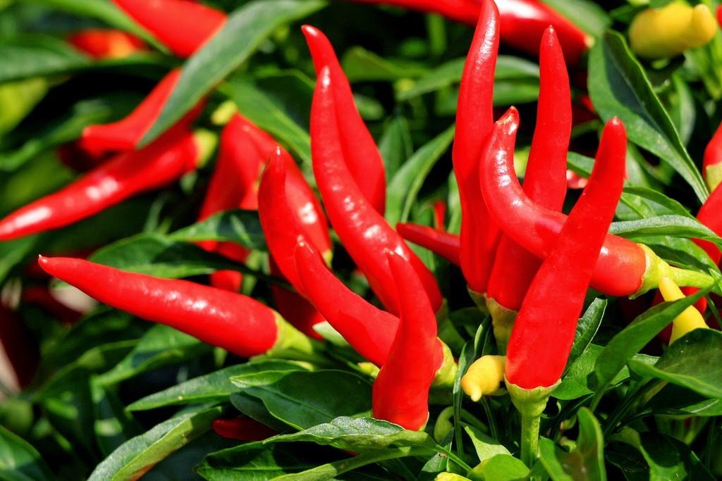 cara meningkatkan hasil panen cabai lombok