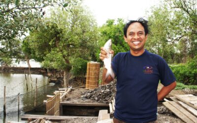 ikan bandeng tambak ikan bandeng