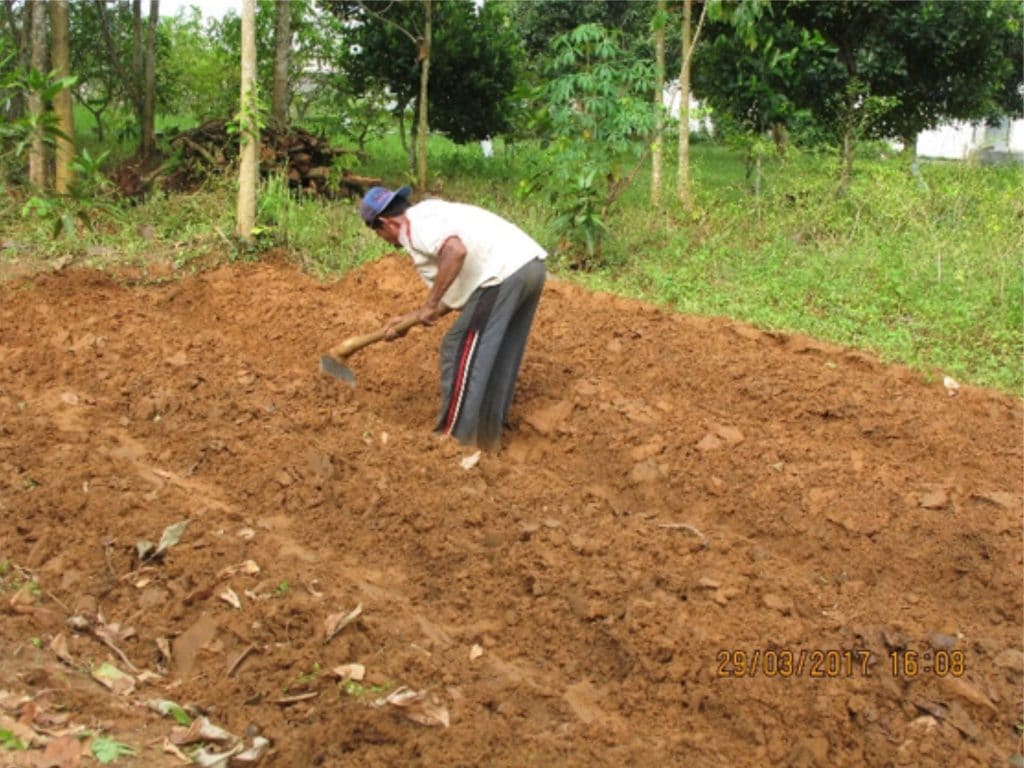 Persiapan Tanam Cabai : Biaya Rendah Keuntungan Melimpah ...