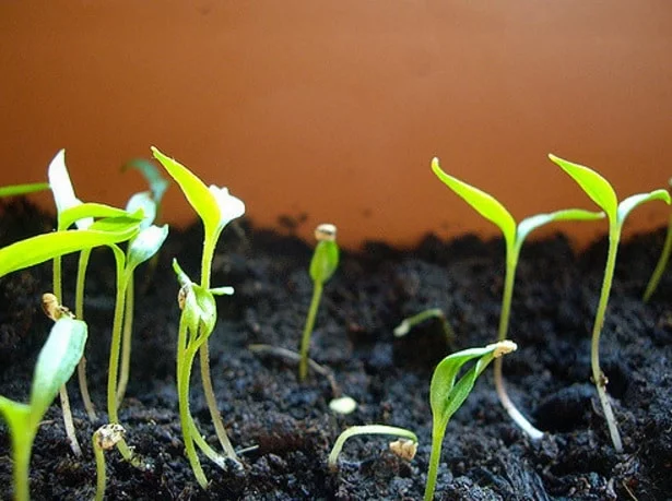 menanam cabe
