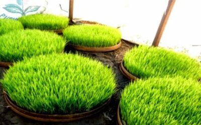 persemaian padi persemaian padi