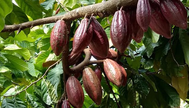 buah kakao