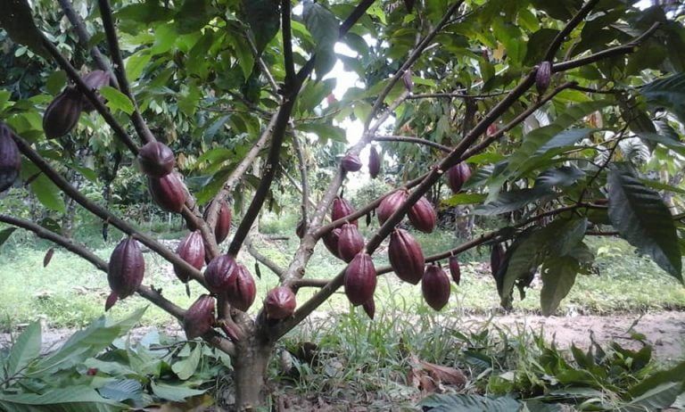 Panduan Lengkap Budidaya Kakao Agar Berbuah Lebat - Suplemen Dan Pupuk ...