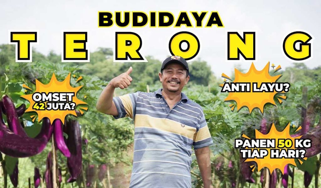 cara menanam terong