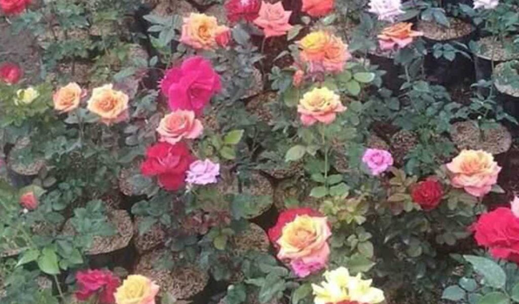 cara menanam bunga mawar