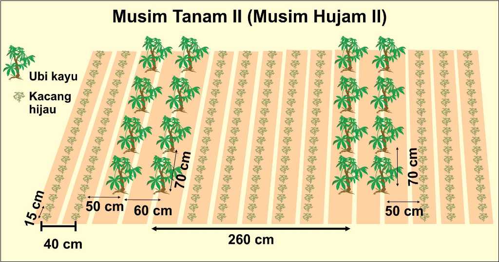 jarak tanam kelapa sawit