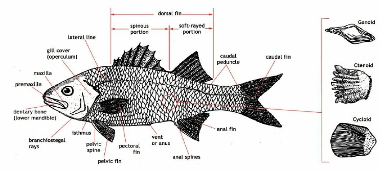 Panduan Lengkap Cara Budidaya Ikan Mas Menghasilkan Panen 