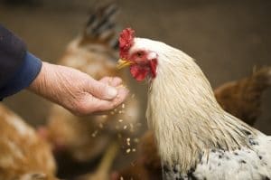 Pakan ayam petelur