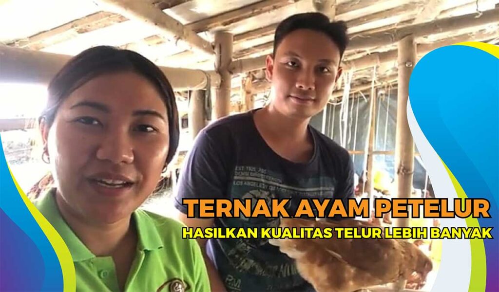 cara ternak ayam petelur