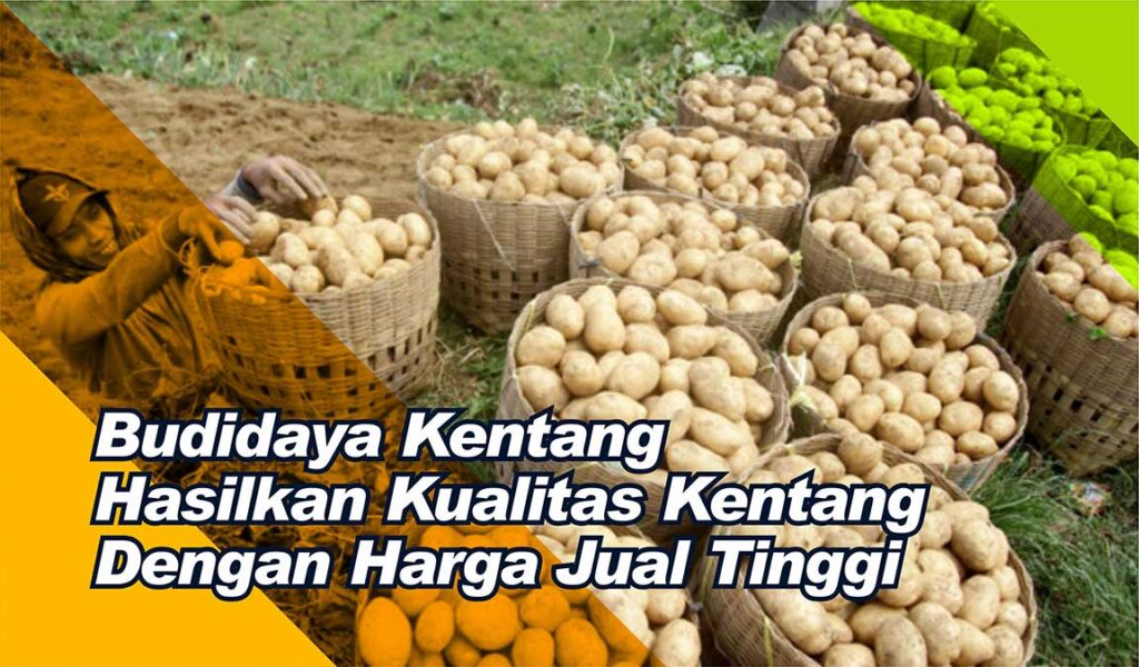 cara budidaya kentang