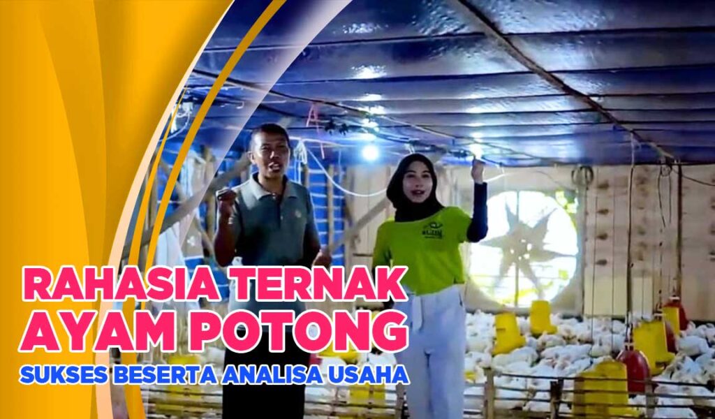 ternak ayam potong