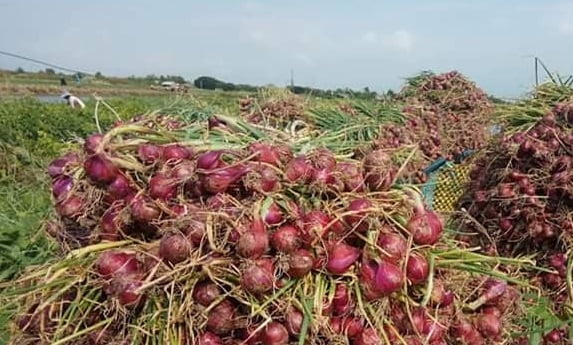 Mudahnya Budidaya Bawang Merah Hingga Panen Melimpah  Suplemen dan