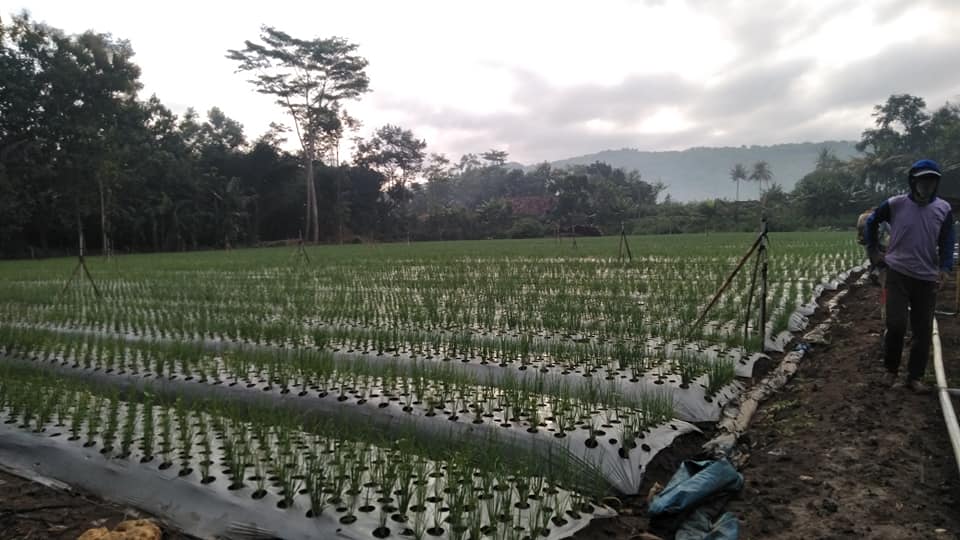 Mudahnya Budidaya Bawang Merah Hingga Panen Melimpah  Suplemen dan