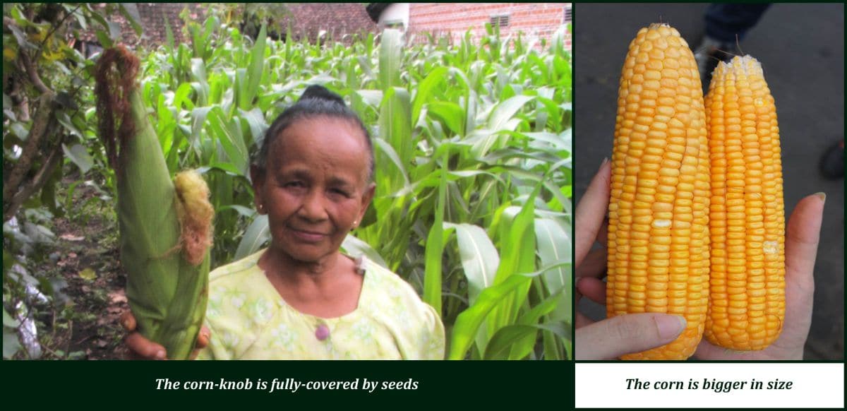 bio organic fertilizer for corn