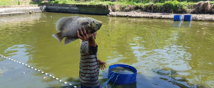 budidaya ikan gurame