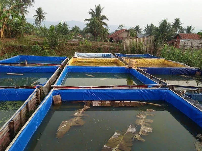 Panduan Lengkap Cara Budidaya Ikan Gurame Hingga Panen
