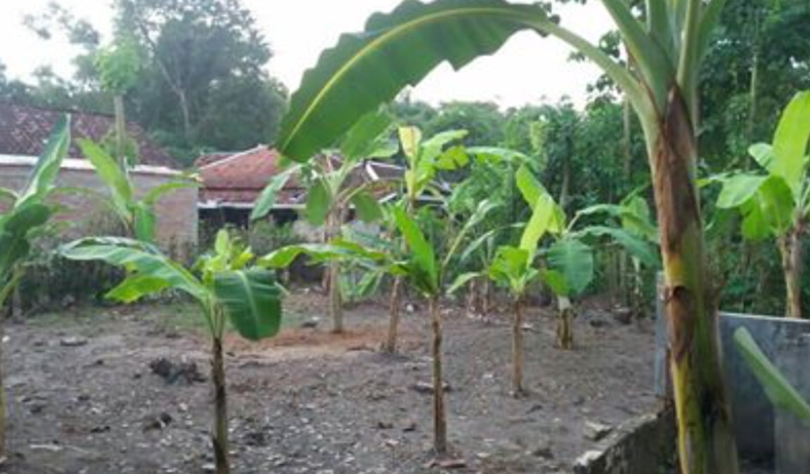 bibit tanaman pisang