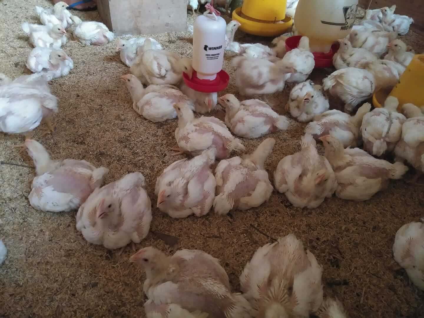 63 Gambar Ayam Sedang Makan Terlihat Keren