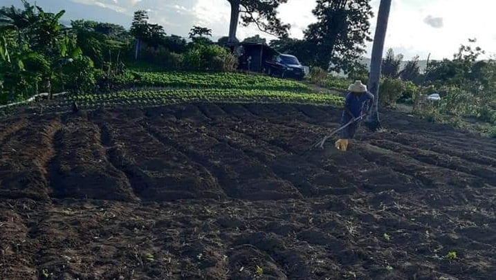 pengolahan lahan kacang tanah