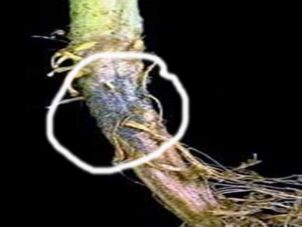 busuk pangkal batang pepapya