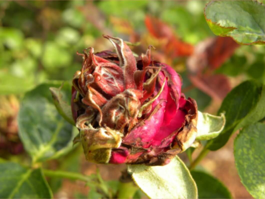 Kenali Serangan Penyakit Bercak Hitam  Pada Bunga  Mawar  