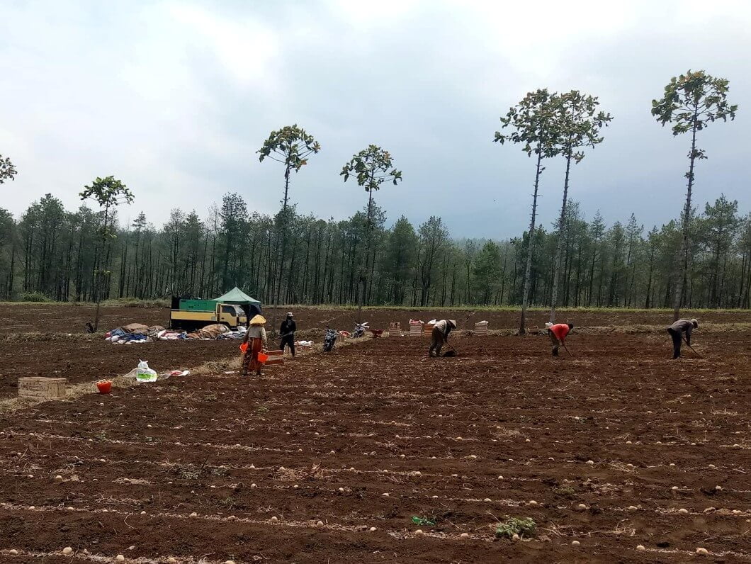budidaya wortel