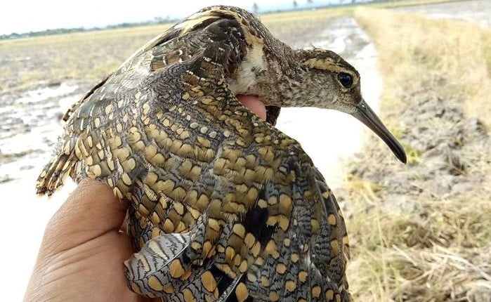 23++ Burung sawah padi terupdate