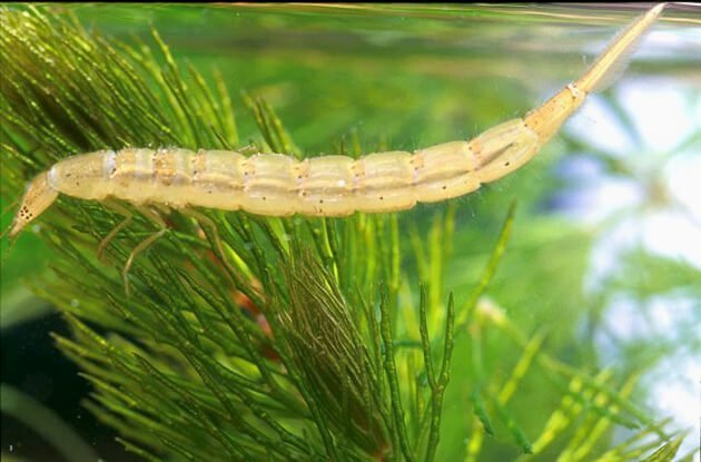 hama larva cybister
